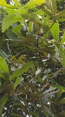 Quercus peduncularis
