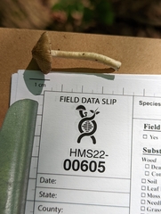 Pseudosperma notodryinum