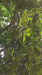 Quercus peduncularis