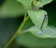 Mesamphiagrion