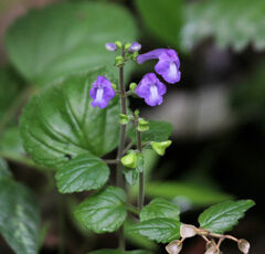 Scutellaria pseudocoerulea