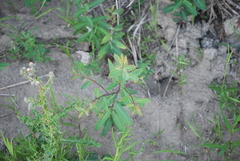 Magnoliopsida