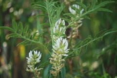 Glycyrrhiza lepidota