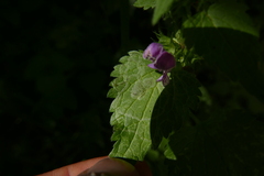 Amauromyza morionella