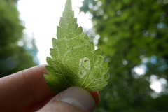 Amauromyza morionella