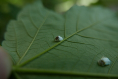 Pulvinaria hydrangeae