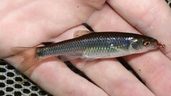 Cyprinella spiloptera