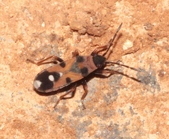 Horvathiolus guttatus
