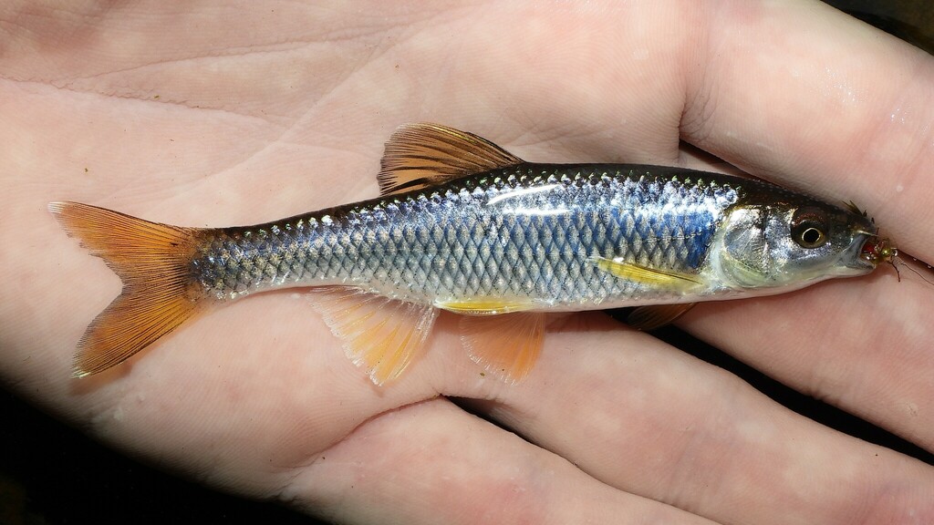 Spotfin Shiner (Fish of Maceday & Lotus Lake) · iNaturalist