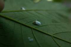 Pulvinaria hydrangeae