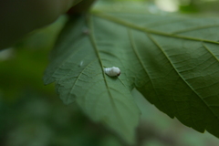 Pulvinaria hydrangeae