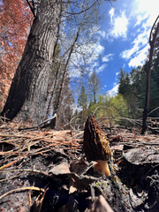 Morchella brunnea