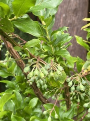 Vaccinium cylindraceum