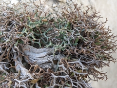 Launaea cervicornis