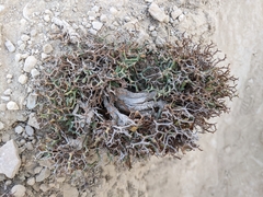 Launaea cervicornis