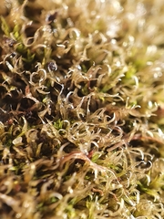 Tortella flavovirens