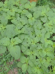 Amaranthus