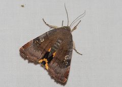 Noctua janthina