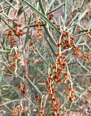 Grevillea floribunda
