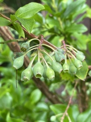 Vaccinium cylindraceum