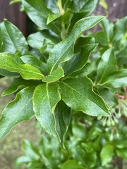 Vaccinium cylindraceum