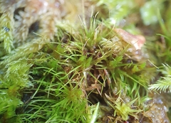 Dicranodontium denudatum