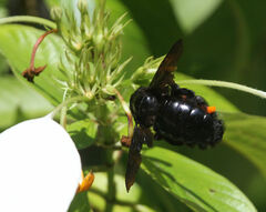 Xylocopa griswoldi