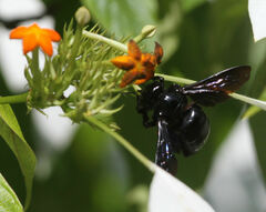 Xylocopa griswoldi