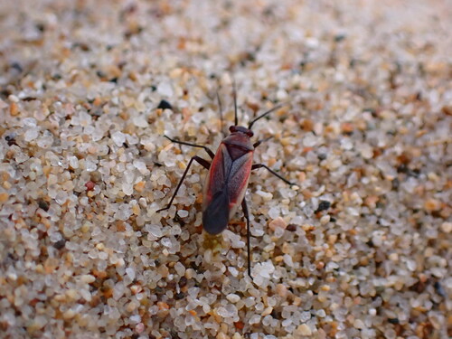 Margined Scarlet Plant Bug