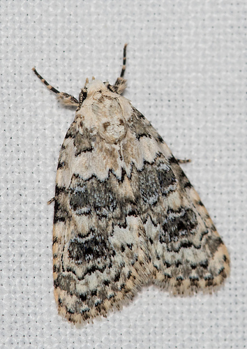 Marbled Beauty