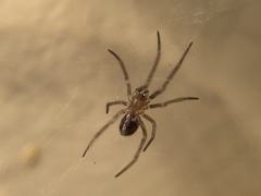 Theridiidae