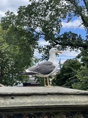 Larus fuscus