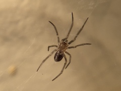 Theridiidae