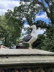 Larus fuscus