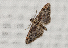 Gymnoscelis rufifasciata