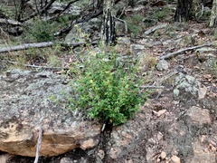 Pomaderris cocoparrana