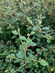 Pomaderris cocoparrana