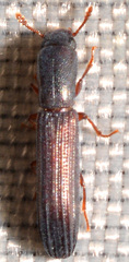Colydium lineola