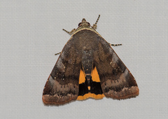 Noctua janthina