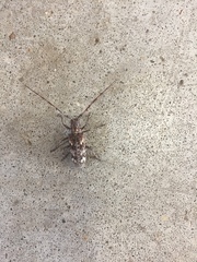 Monochamus titillator