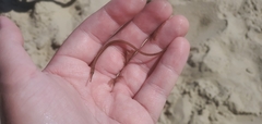 Syngnathoidei