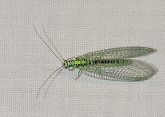 Chrysopa perla