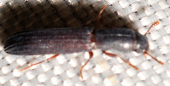 Colydium lineola