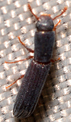 Colydium lineola