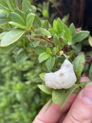 Exobasidium japonicum