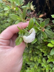 Exobasidium japonicum