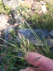 Poa arctica