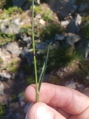 Poa arctica