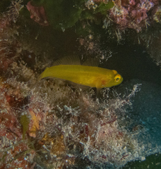 Gobius auratus