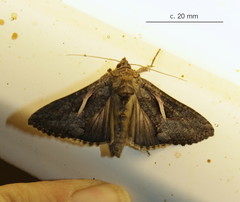 Vittaplusia vittata